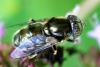 Eristalinus aeneus